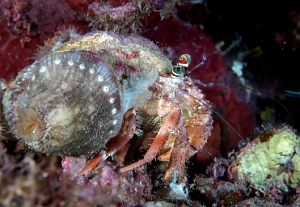 North Sulawesi-2018-DSC03995_rc- Anemone Hermit crab - Bernard l ermite des anemones - Dardanus pedunculatus
